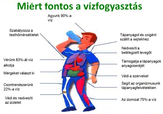 Premium fogyas, miért fontos a vízfogyasztás